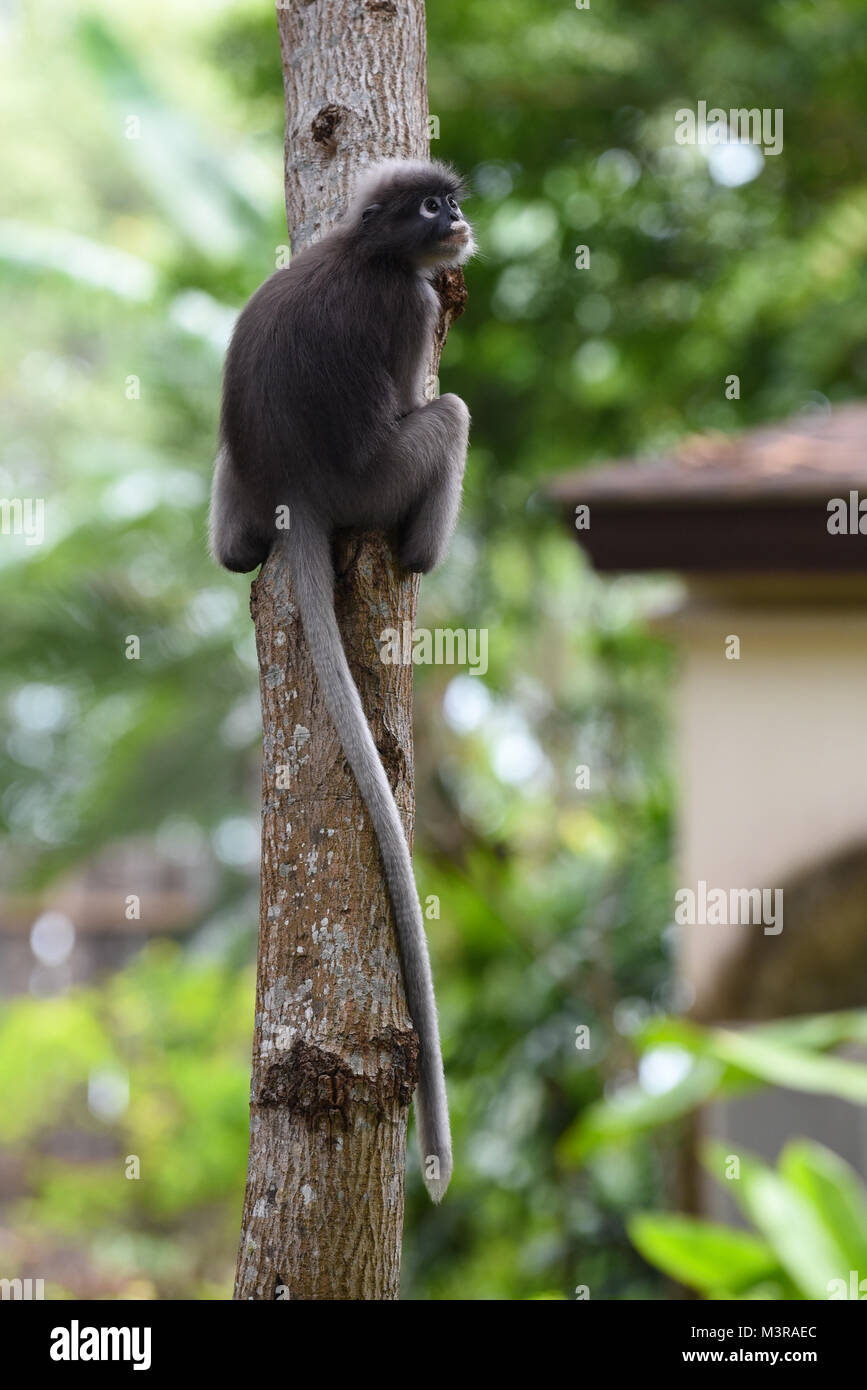 Un simpatico bianco adorabile featured Dusky Leaf Monkey tenendo premuto su di un albero nel suo habitat naturale in Thailandia forest Foto Stock