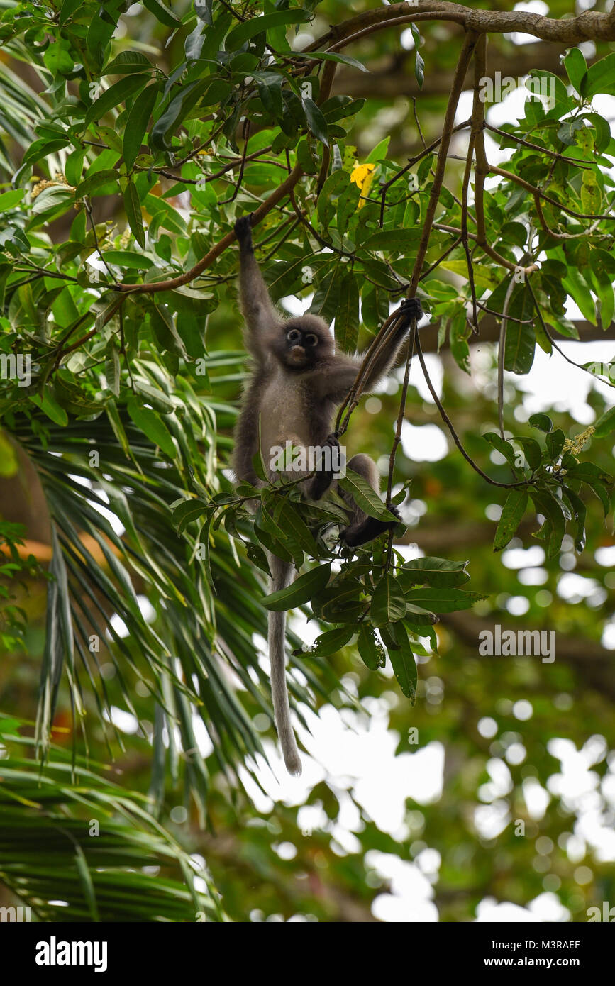 Giocoso Dusky Leaf Monkey giocando da oscillare attraverso gli alberi all'aperto in una foresta pluviale in Thailandia su un luminoso giorno Foto Stock