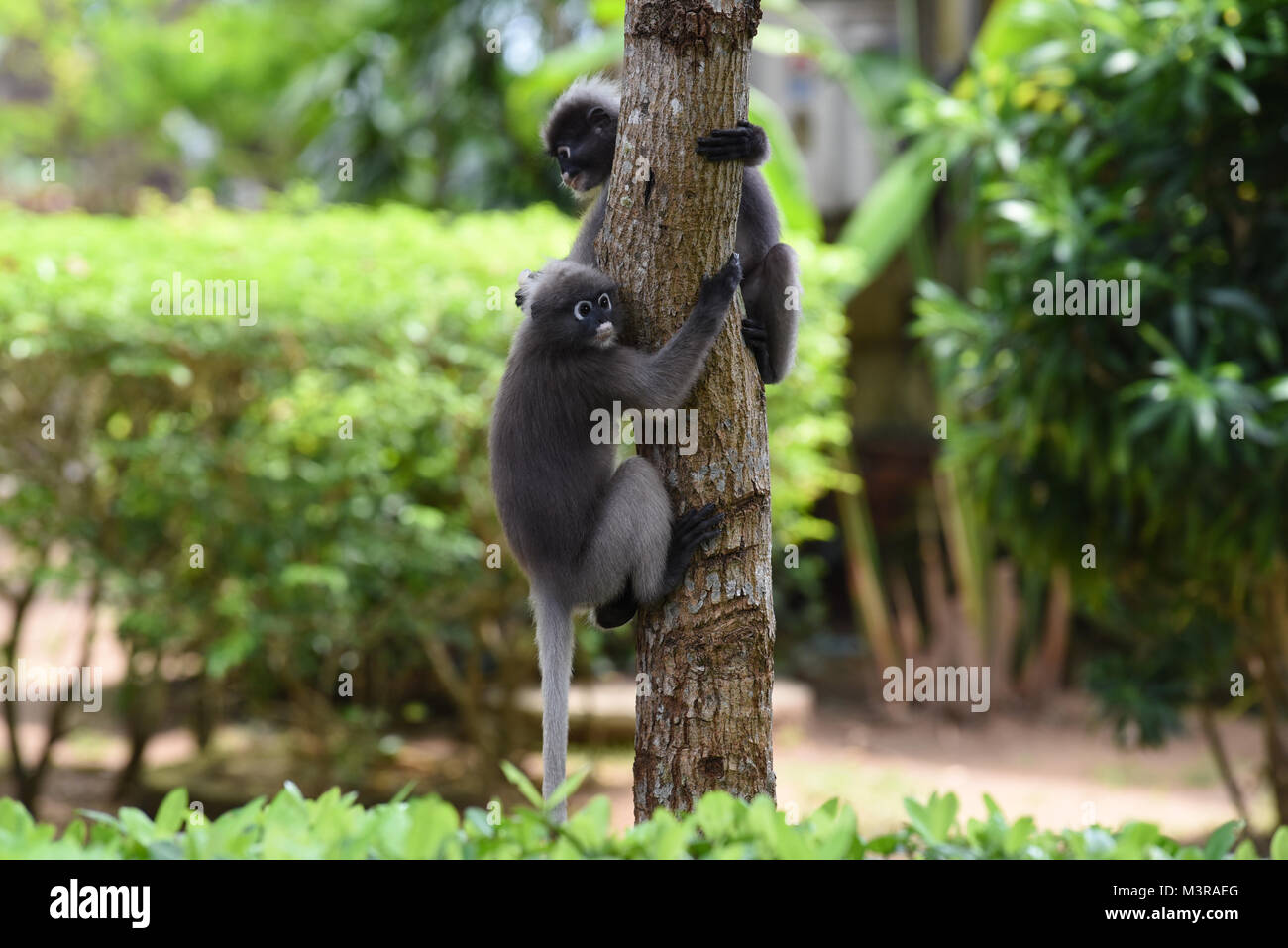 Una coppia di due simpatici Dusky foglie scimmie/Spectacled Langurs tenendo premuto su di un albero nel loro habitat naturale in Thailandia Foto Stock