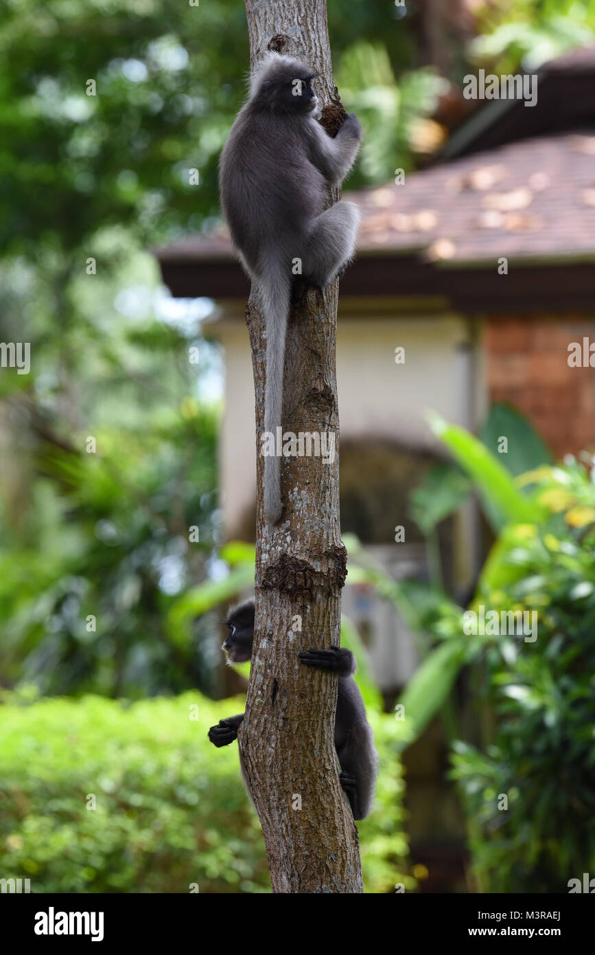 Una coppia di due simpatici Dusky foglie scimmie/Spectacled Langurs tenendo premuto su di un albero nel loro habitat naturale in Thailandia Foto Stock