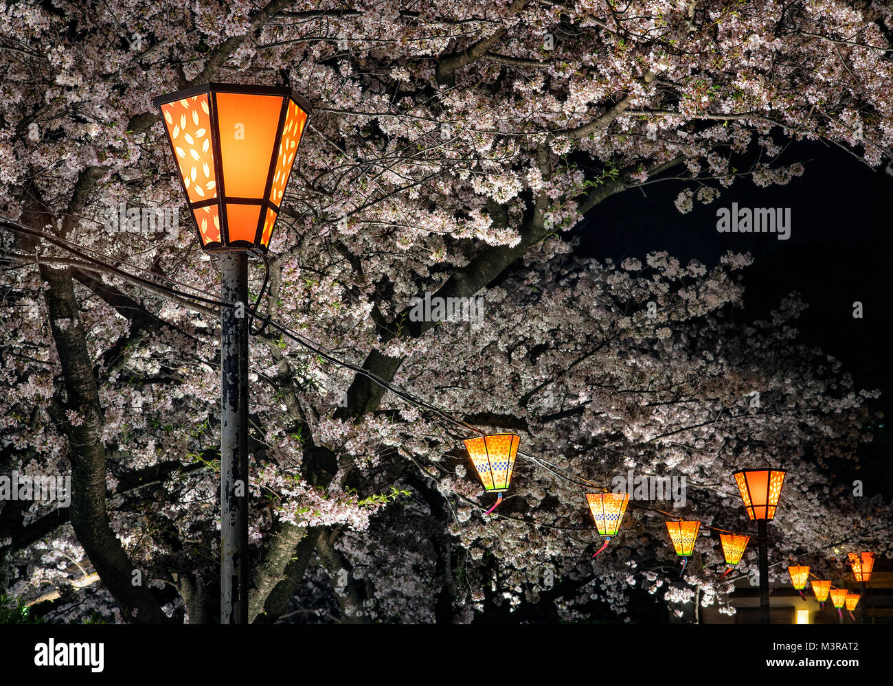 Giappone, isola di Honshu, Kansai di Osaka, fiori di ciliegio. Foto Stock