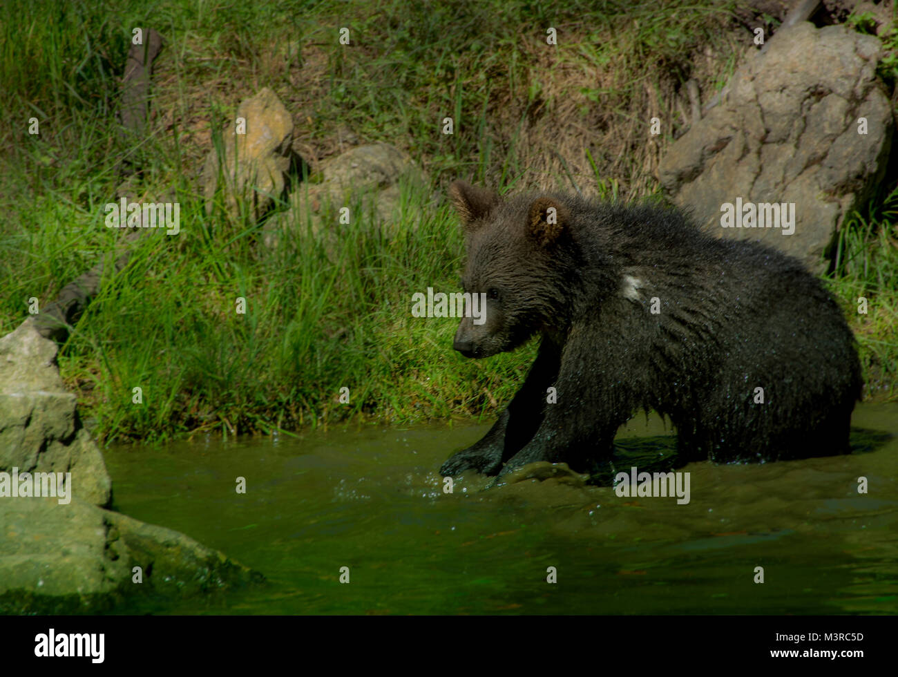 Wild brown bear cubs giocando nella Foresta Bavarese Foto Stock Wild brown bear cubs giocando nella Foresta Bavarese Foto Stock