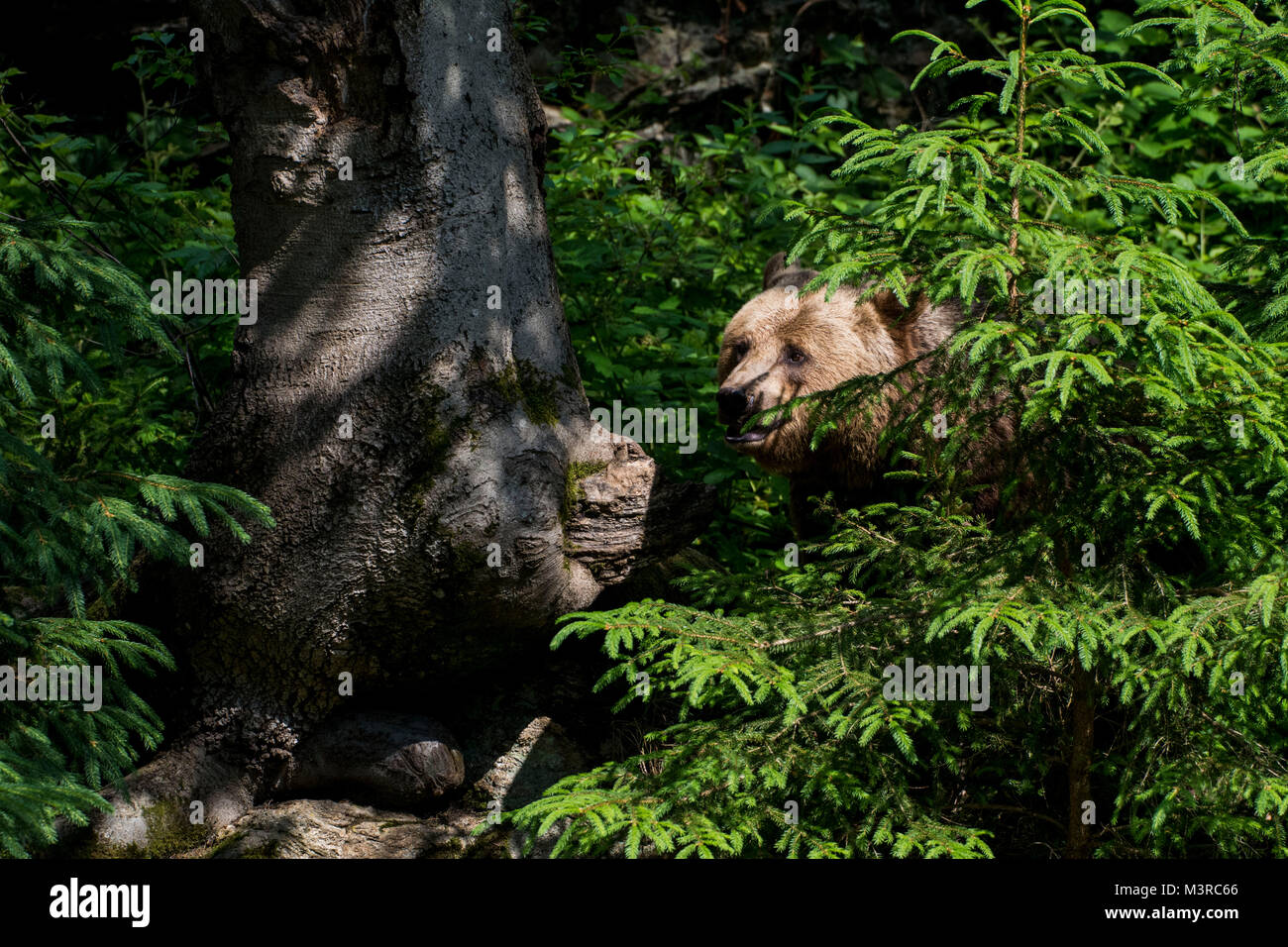 Wild brown bear cubs giocando nella Foresta Bavarese Foto Stock