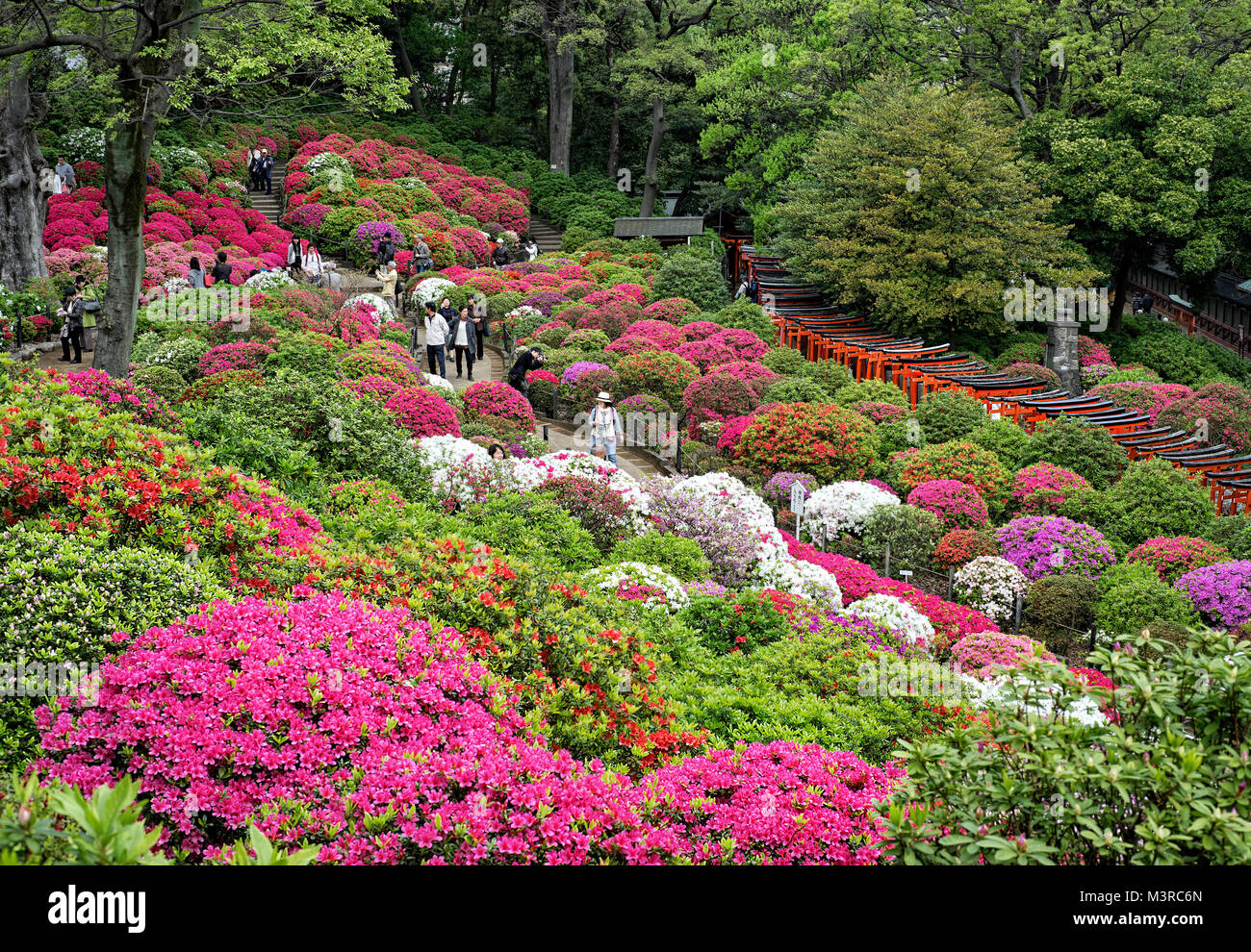 Giappone, isola di Honshu, Kanto, Tokyo, azalea festival presso Nezu jinja santuario. Foto Stock
