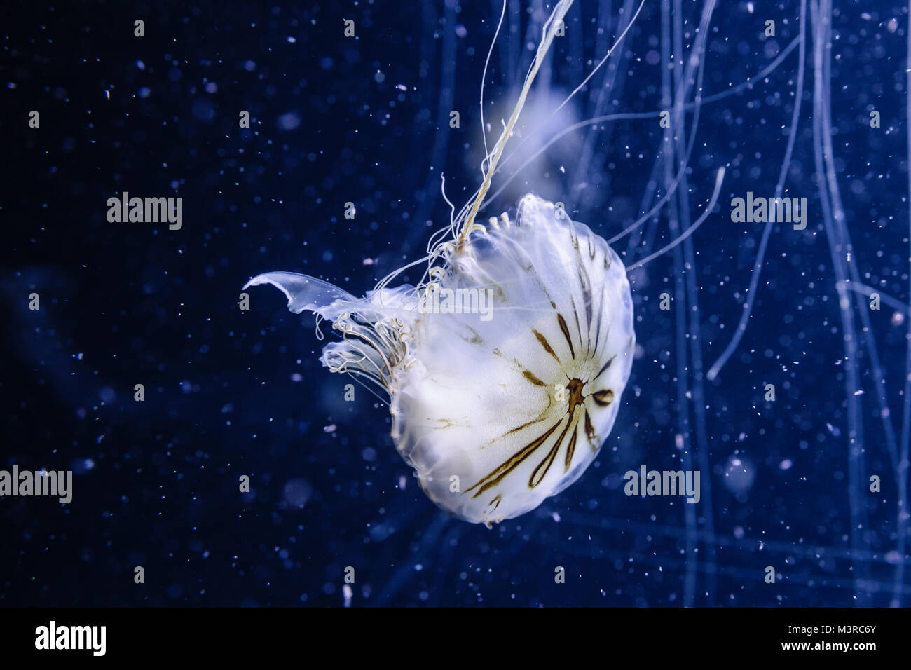 Kompassquallen, Chrysaora Hysoscella, Medusa de Compases Aquarium-Foto Foto Stock