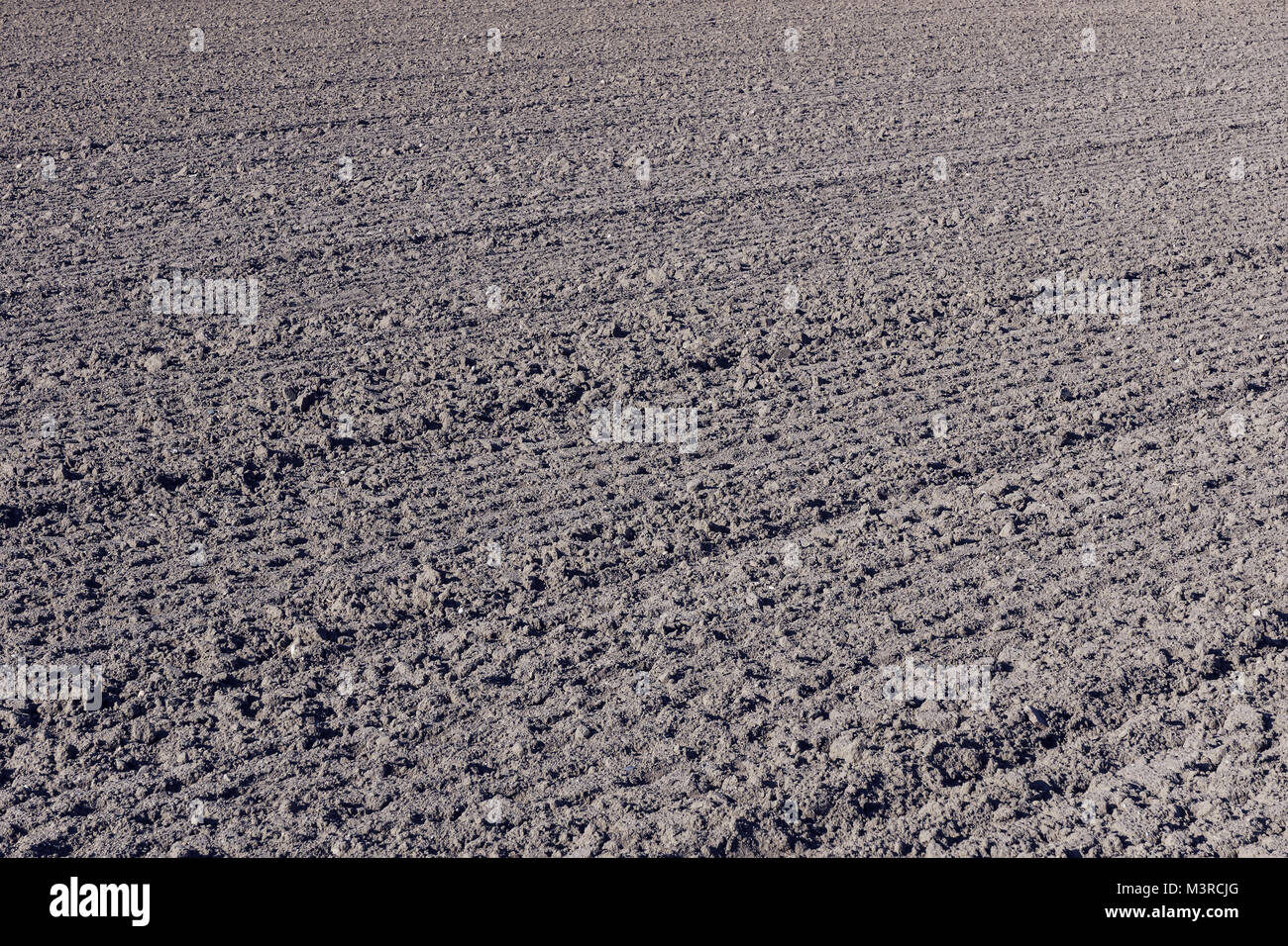 Erpicò campo pronto per la semina di grano Foto Stock