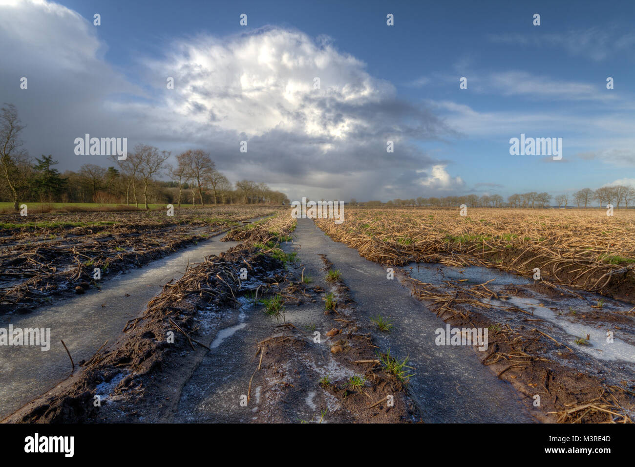 Perdita agricola: patate marcio su fondi fangosi, campo congelato in inverno sotto un cielo di nuvole cumulus Foto Stock