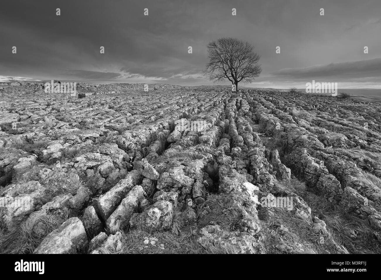 Lone Tree sulla pavimentazione di pietra calcarea a Malham Lings nel Yorkshire Dales National Park, Regno Unito Foto Stock