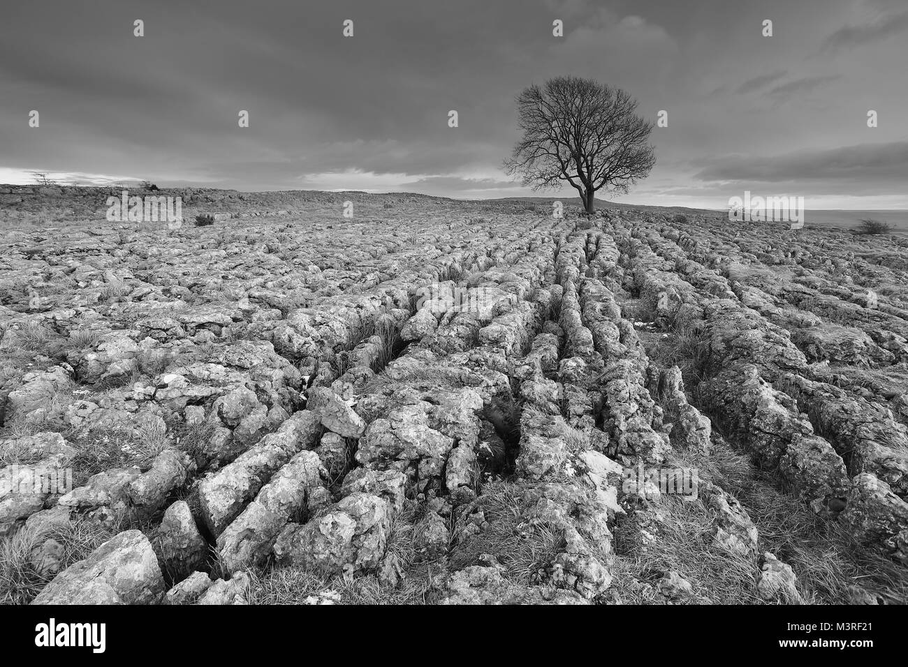 Lone Tree sulla pavimentazione di pietra calcarea a Malham Lings nel Yorkshire Dales National Park, Regno Unito Foto Stock