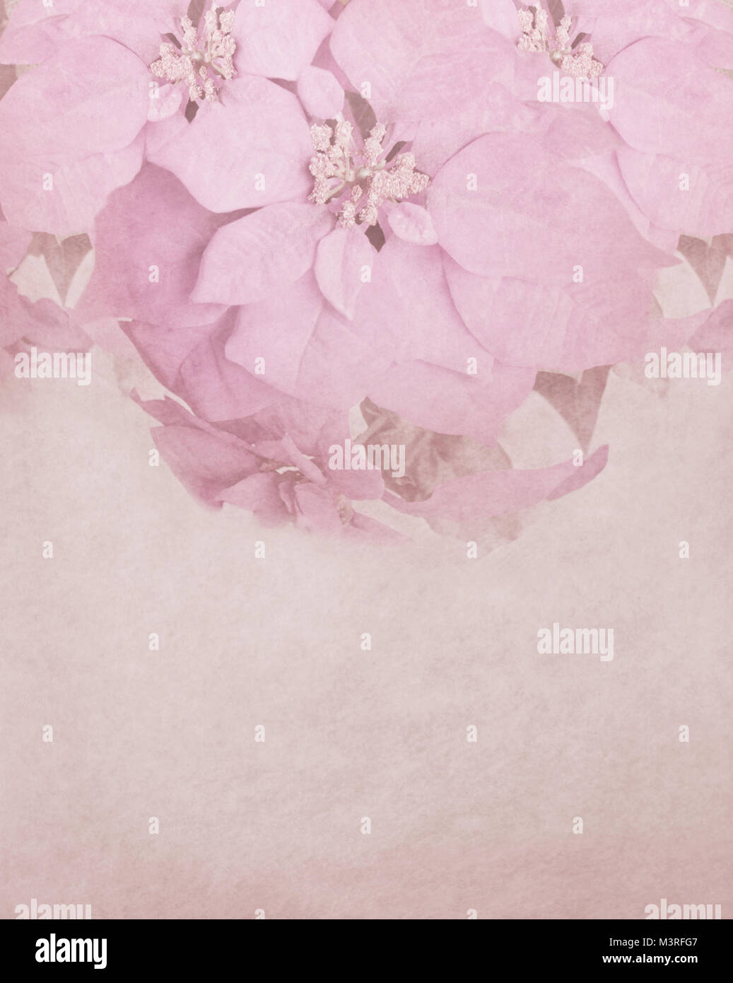 Sfondo rosa lettera retrò scheda con fiori colorati e decorazione Foto Stock