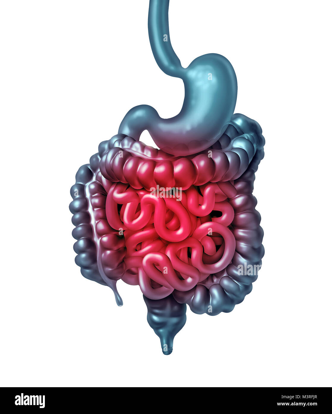 Intestino doloroso e dolore intestinale o digestione gastrointestinale infiammazione problema come la digestione Malessere o stitichezza e infezione. Foto Stock