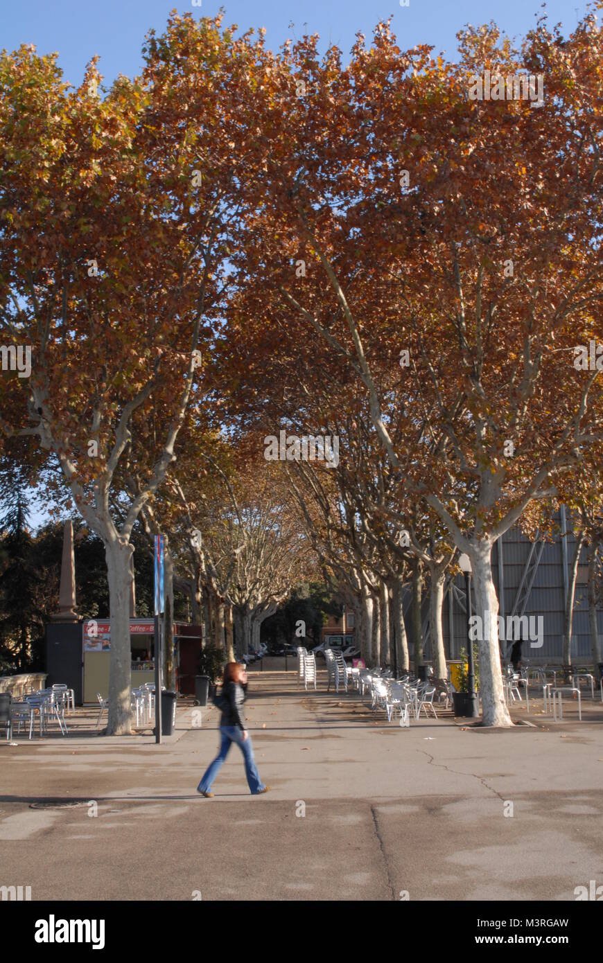 Le immagini della soleggiata Barcellona, Spagna preso in inverno, vista attraverso gli alberi dalla fontana magica, Plaça de Josep Puig i Cadafalch, Barcellona, Spagna Foto Stock