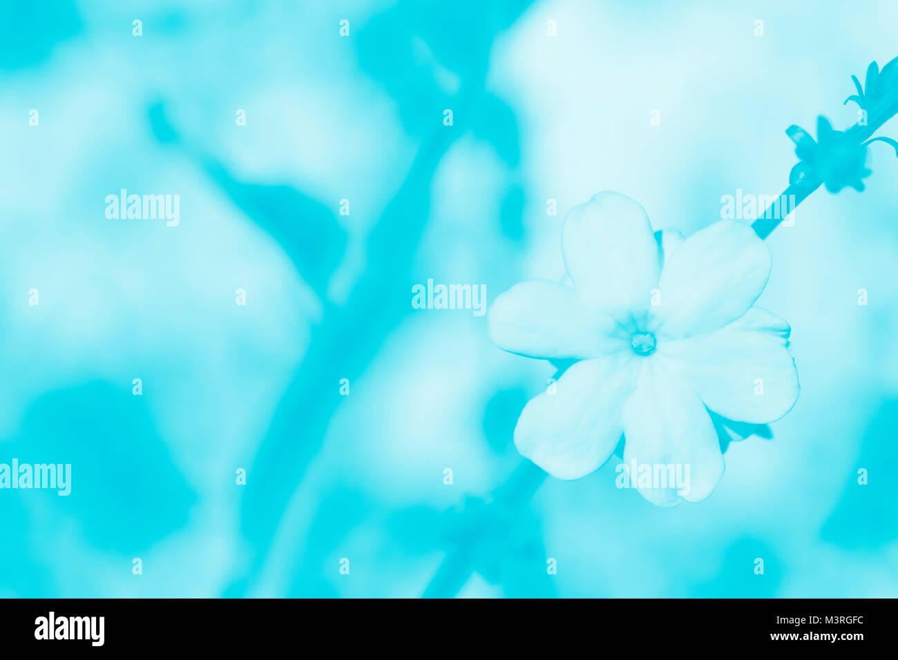 Azzurro pastello fiore. Molla oscurata dello sfondo. Foto Stock
