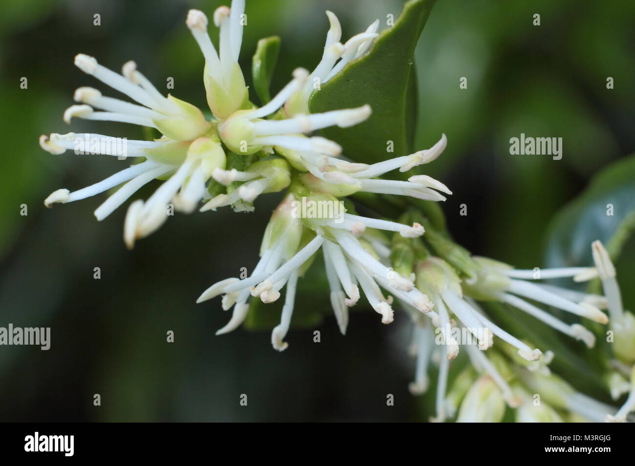 Sarcococca wallichii, chiamato anche scatola di Natale o scatola di dolci, in fiore in UK winter garden Foto Stock