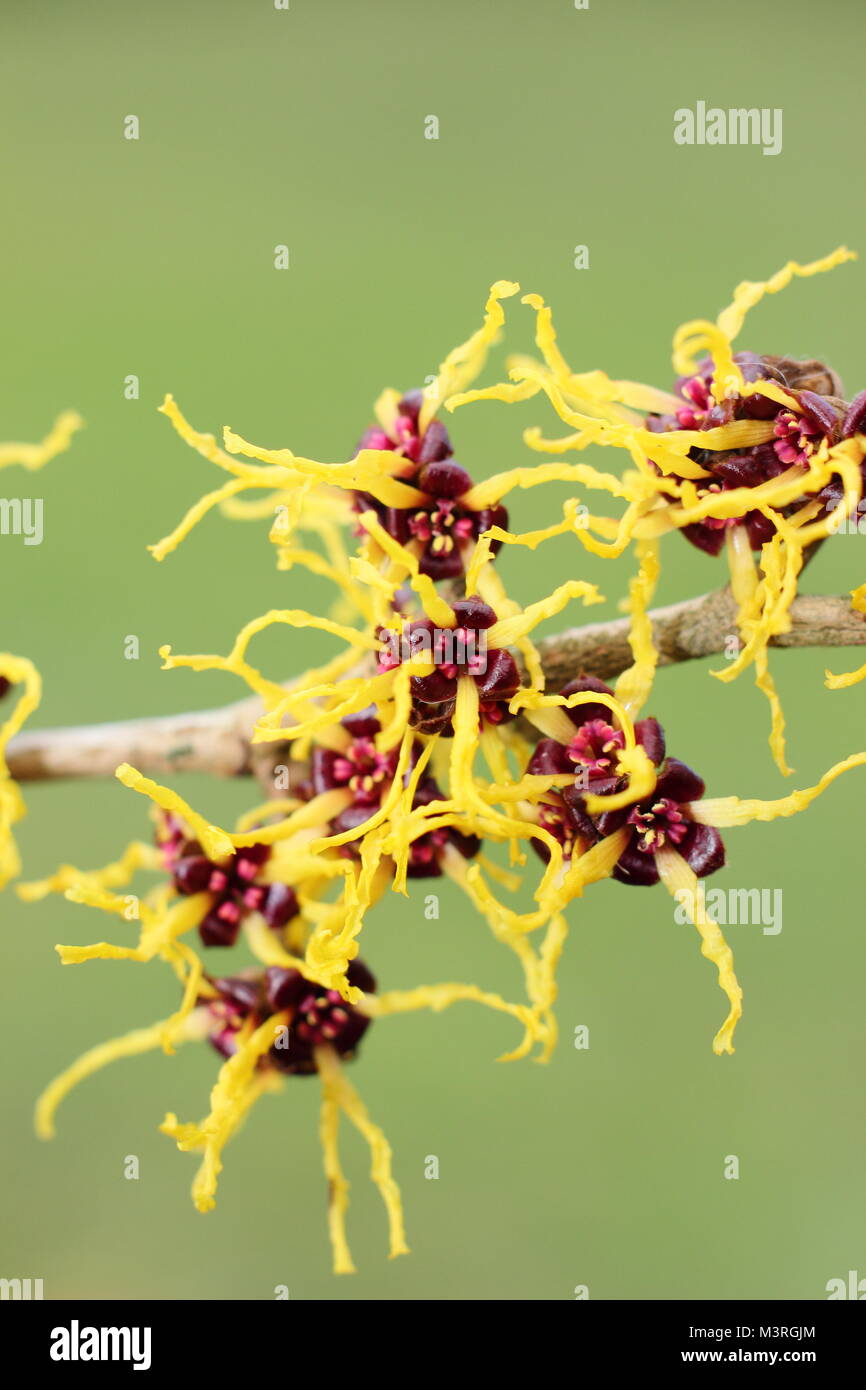 Hamamelis japonica 'Arborea', o giapponese amamelide, un fragrante fioritura invernale arbusto, visualizzazione spidery fiorisce in febbraio sunshine, REGNO UNITO Foto Stock