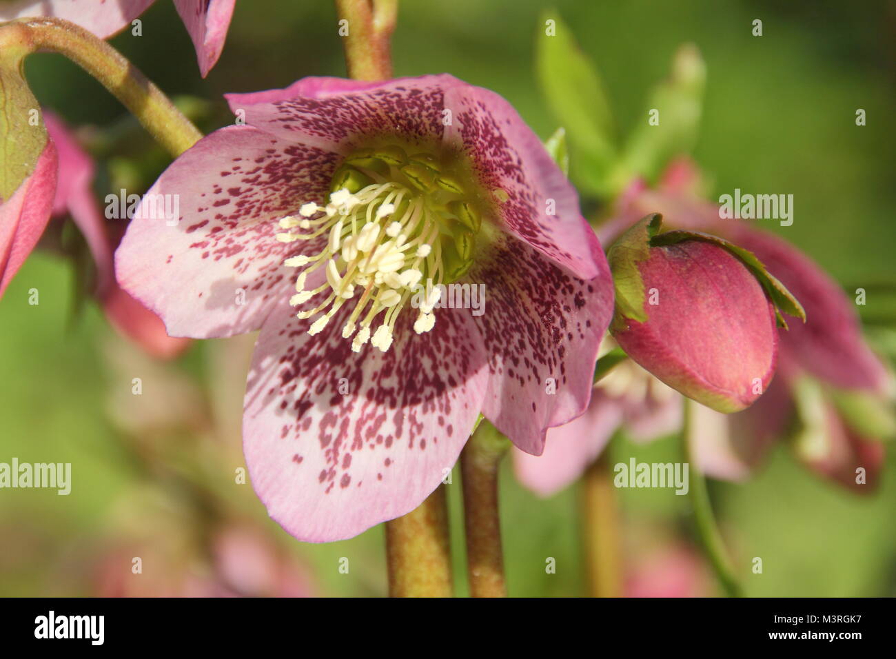 Helleborus x hydridus, un ibrido con veratro speckl;ed i petali in fiore in un giardino inglese agli inizi di febbraio, REGNO UNITO Foto Stock