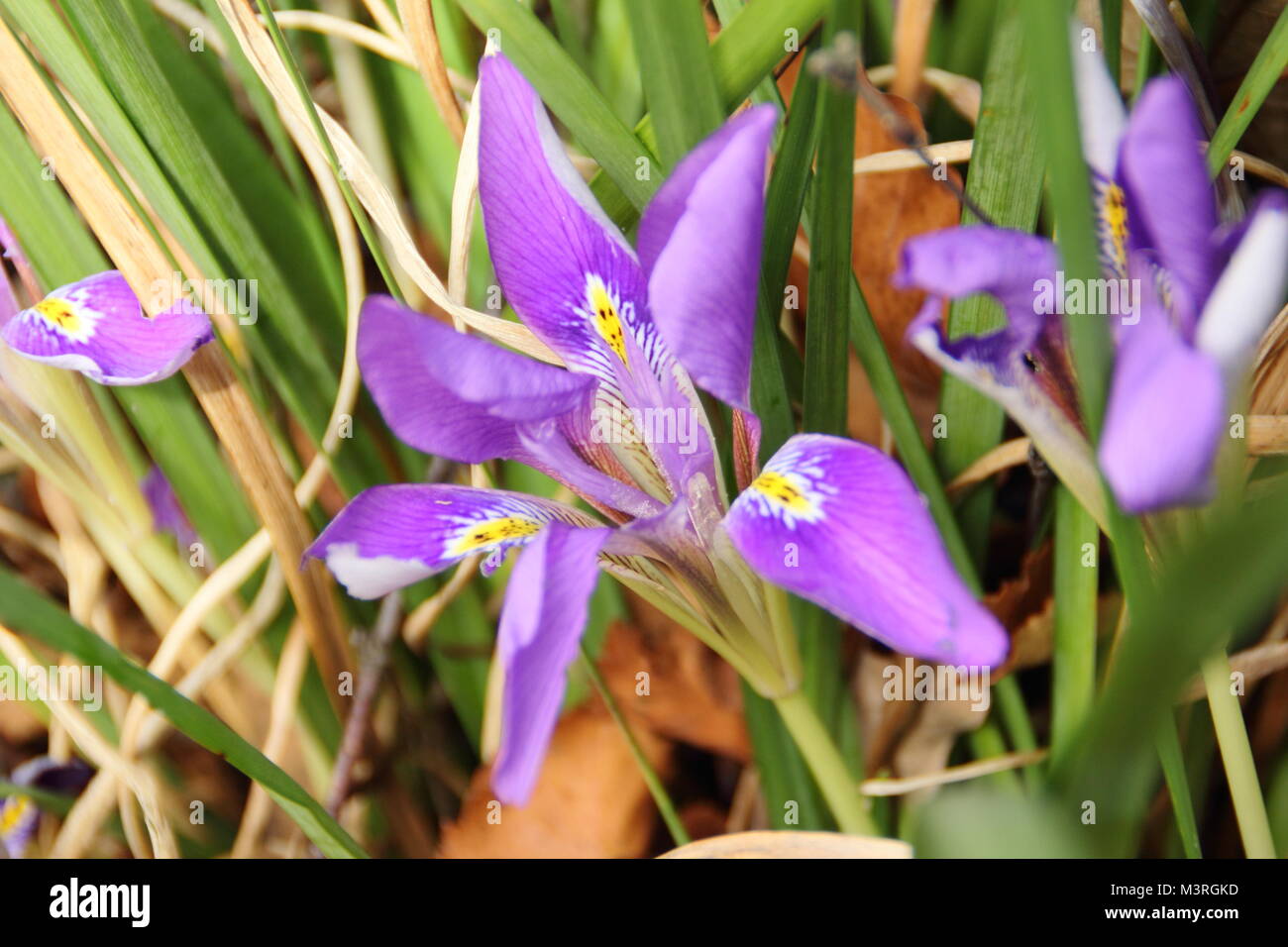 Iris unguicularis, iride algerina, in fiore all'inizio di febbraio, giardino d'inverno britannico Foto Stock