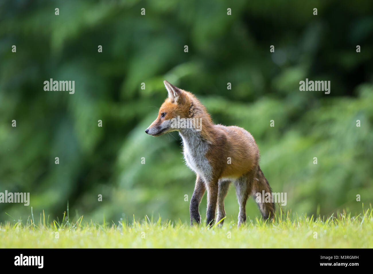 Dettagliato, close-up vista frontale del giovane Regno Unito Red Fox (Vulpes vulpes) in piedi isolato su erba con sfondo di bosco; il corpo frontale in testa, girato. Foto Stock