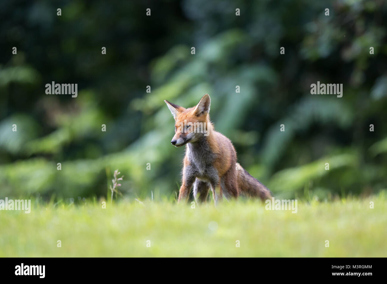 Vista frontale e ad angolo basso di un cucciolo di volpe rosso (Vulpes vulpes) selvaggio del Regno Unito, isolato sull'erba, divertente e allerta. Volpi rosse di paese. Foto Stock