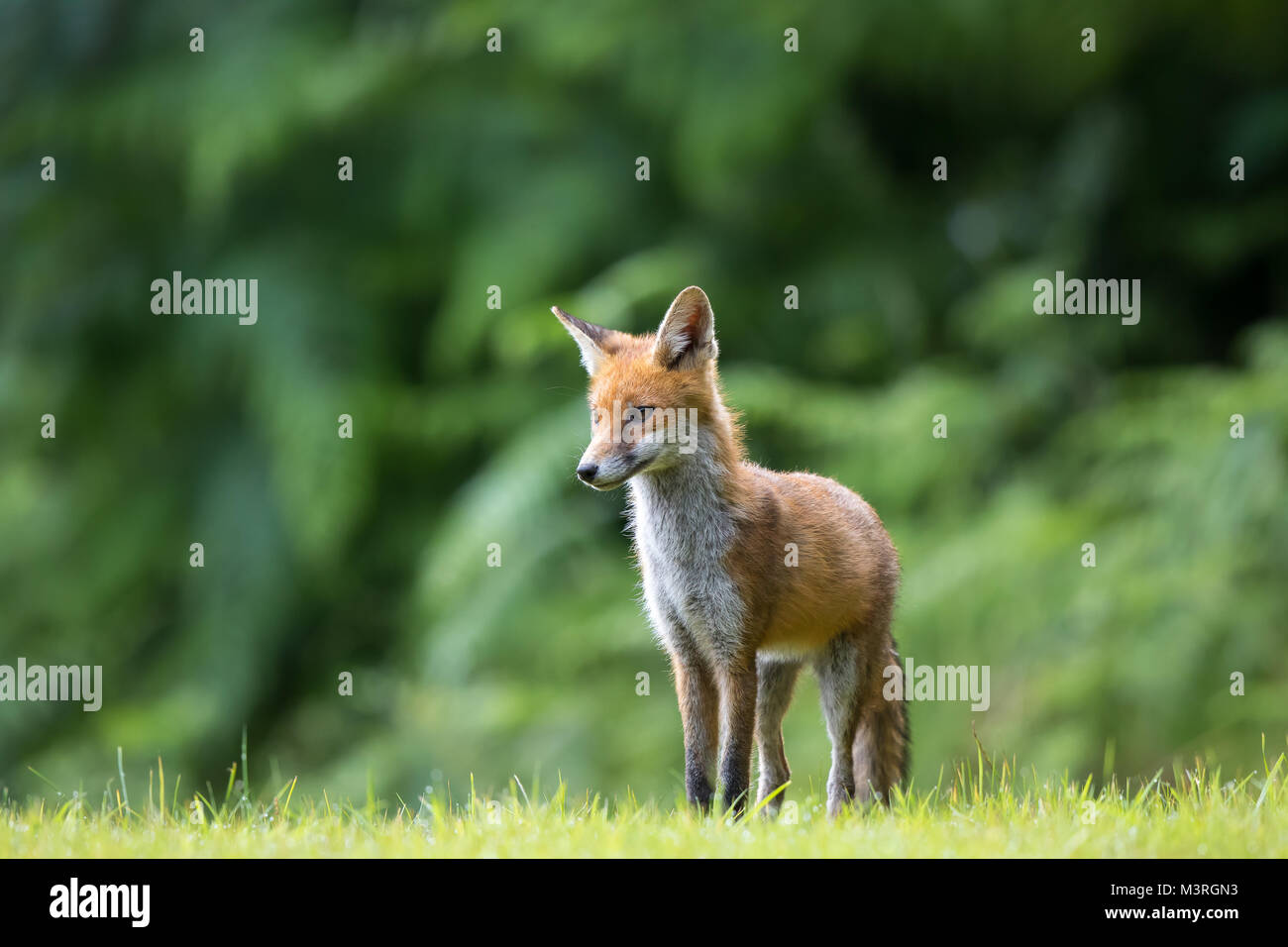 Dettaglio, vista frontale primo piano di giovane volpe rossa britannica (Vulpes vulpes) in piedi isolati su erba estiva con sfondo boscoso. Volpi rosse selvatiche di paese. Foto Stock