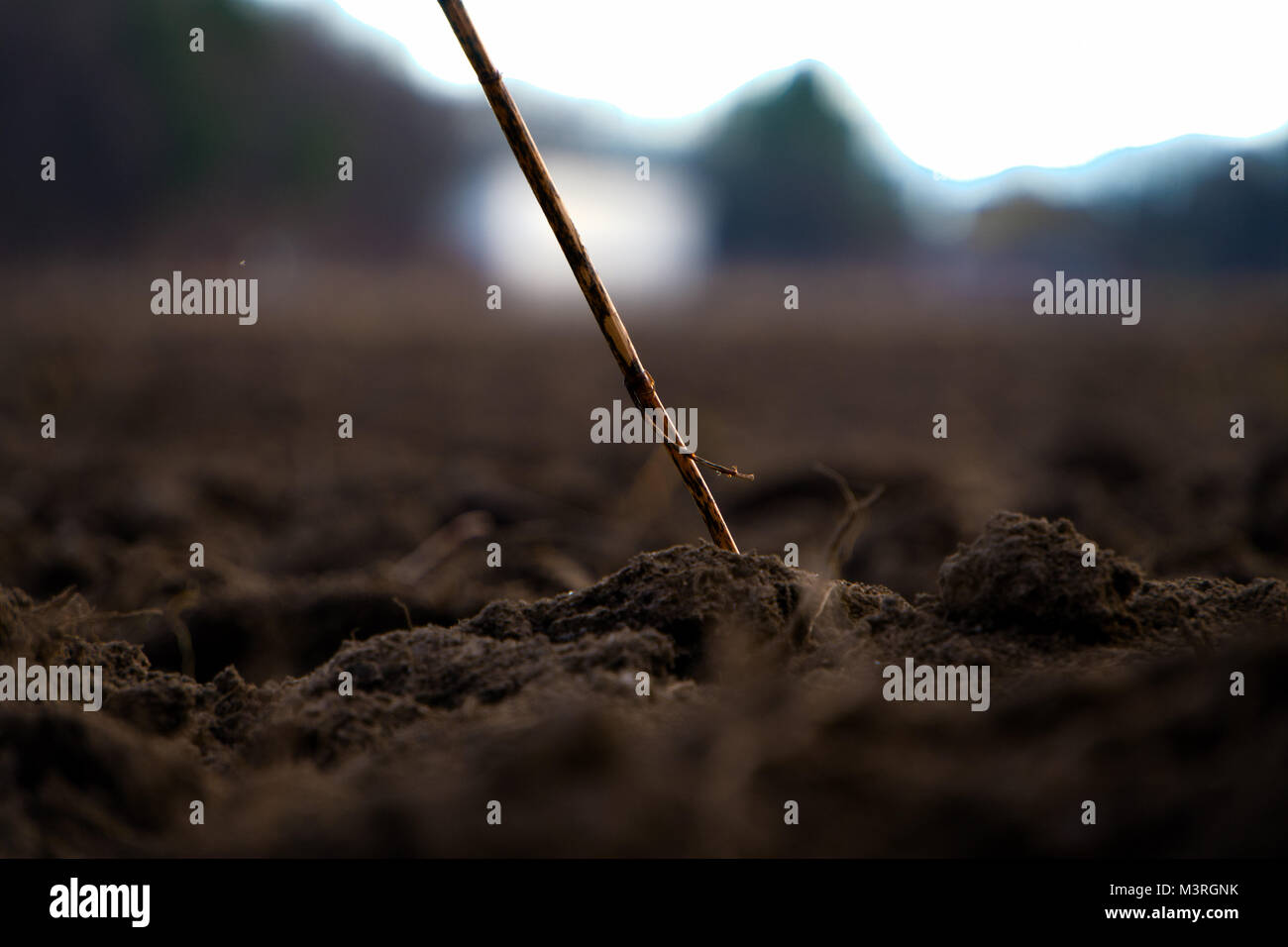 Paglia di solitario Foto Stock