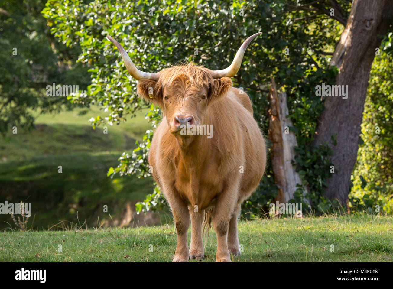 Vista frontale ravvicinata di una mucca highland isolato permanente nel paesaggio di campagna, fissando, lungo le corna in aria, guardando minaccioso, arrabbiato, scontroso. Foto Stock
