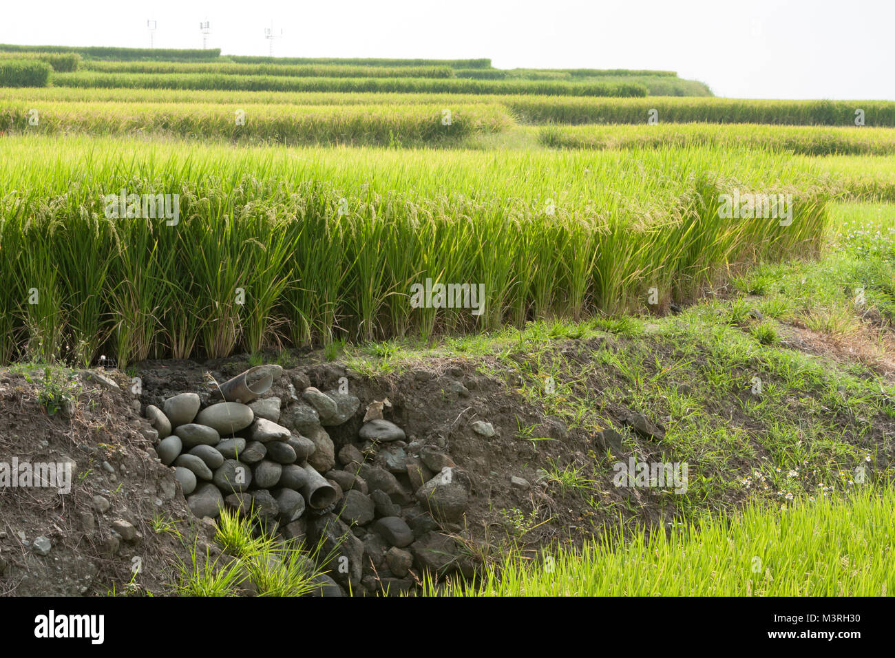 Coastal terrazze di riso di campi e tubo di plastica, Xinshe, Fengbin Township, Hualien County, Taiwan Foto Stock