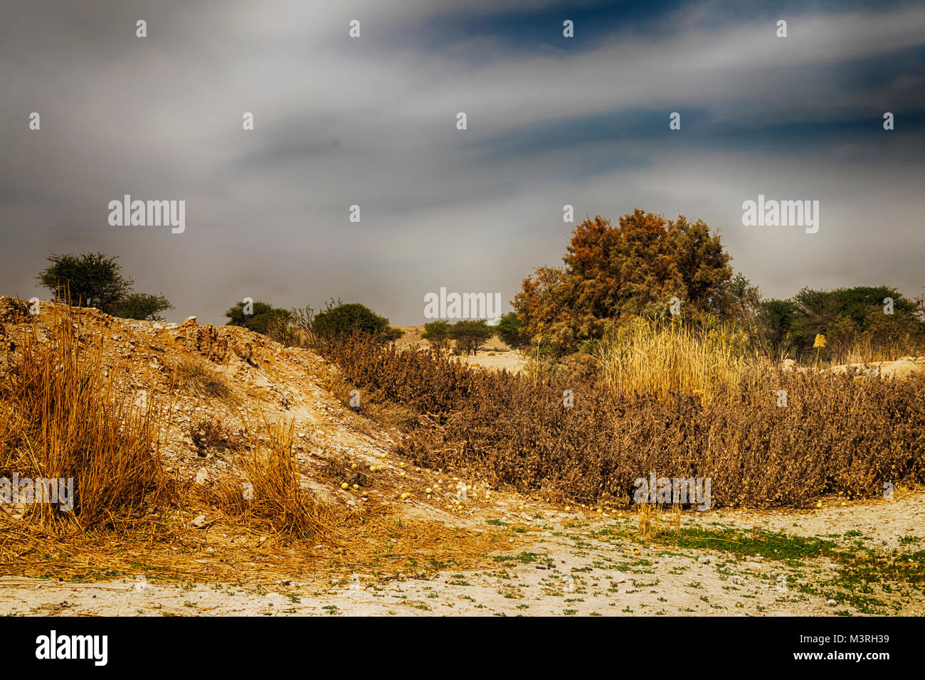 Il paesaggio del deserto con piante d'oro e cielo molto nuvoloso Foto Stock