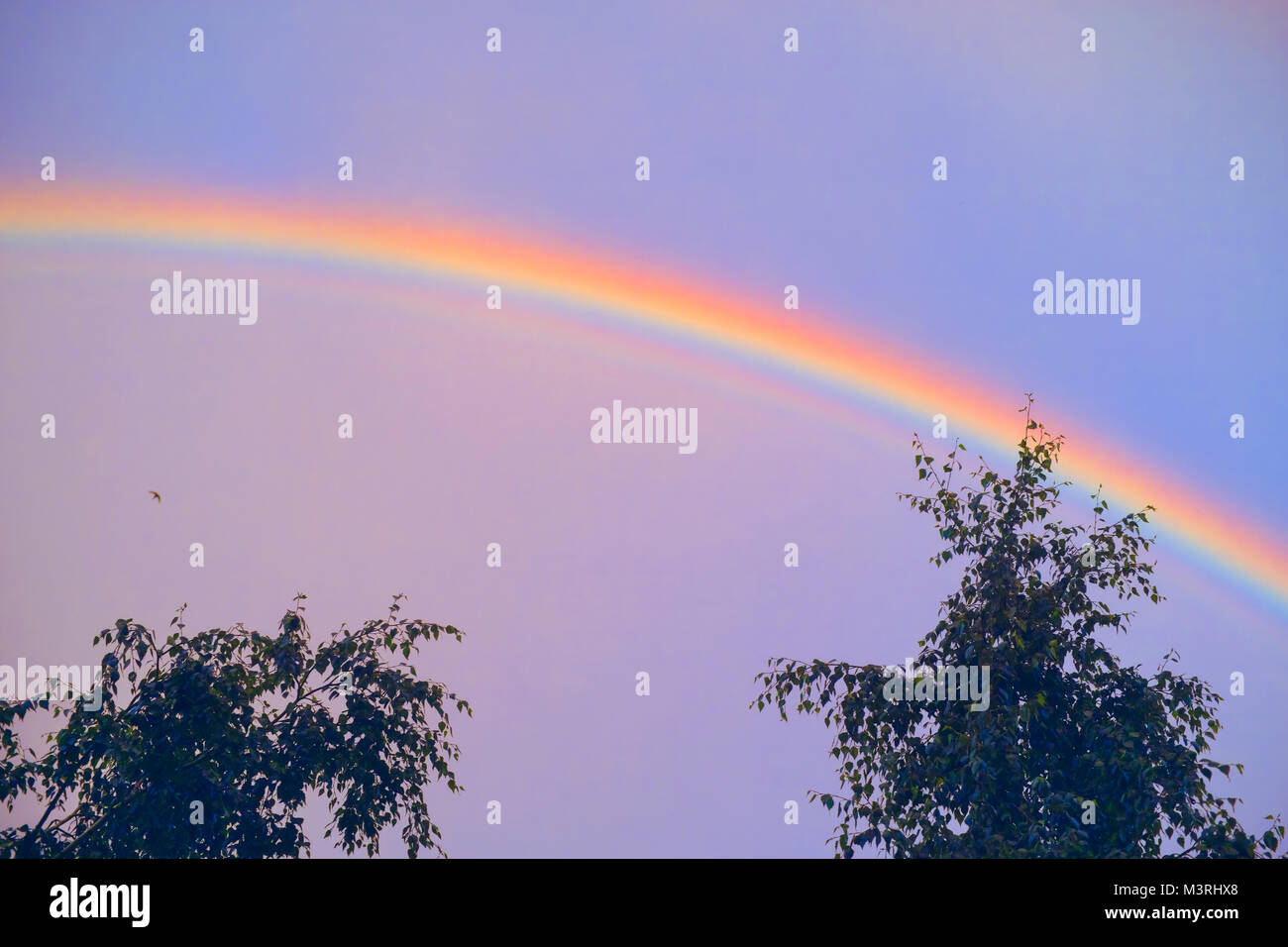 Rainbow oltre il cielo blu. Fenomeno naturale Foto Stock