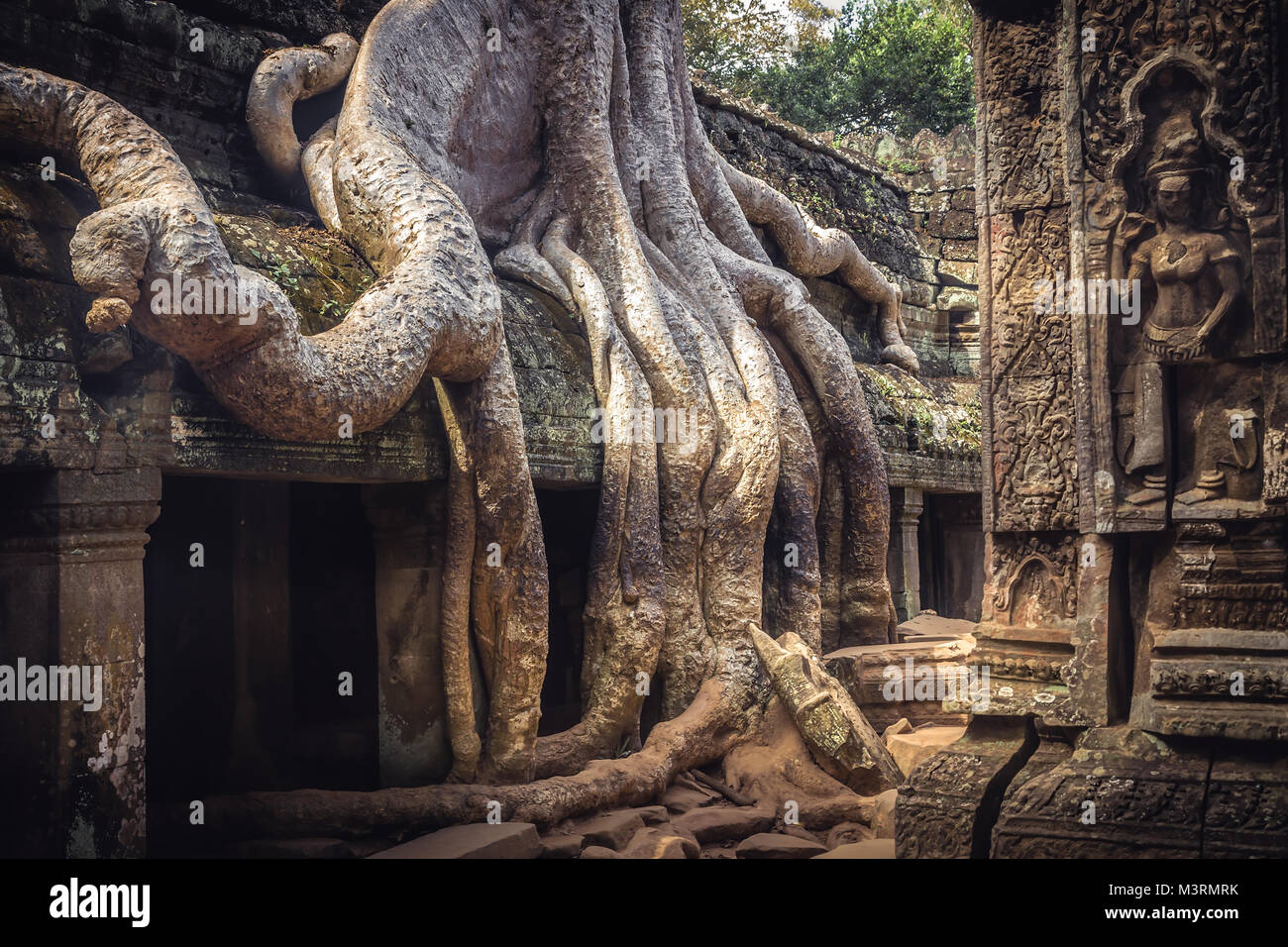 Viaggio in Cambogia icona banyan radici in Angkor Wat Ta Prohm da Lara Croft Foto Stock