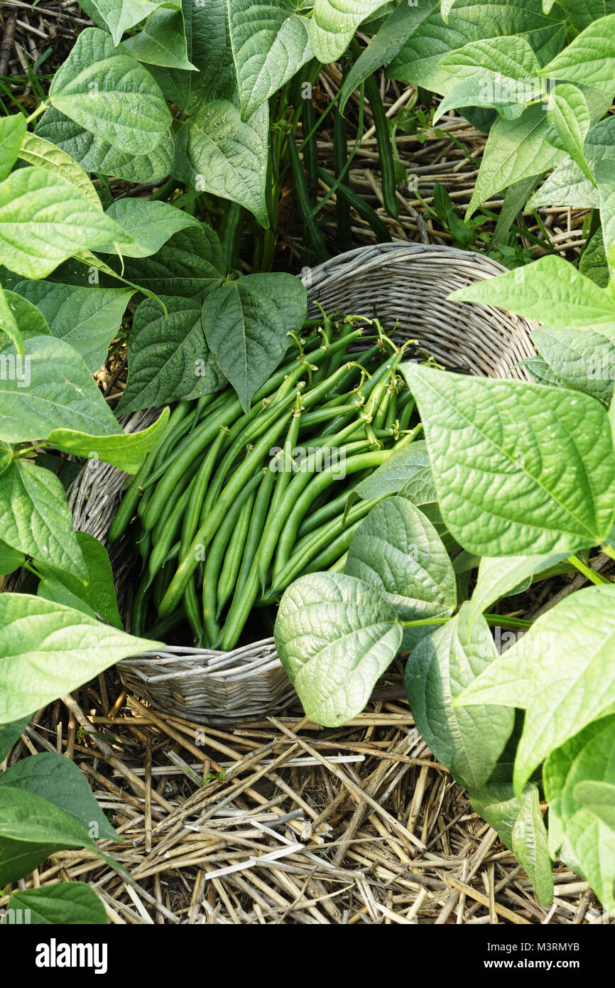 La raccolta di fagioli verdi (Phaseolus vulgaris). Suzanne è orto, Le Pas, Mayenne, Pays de la Loire, Francia. Foto Stock