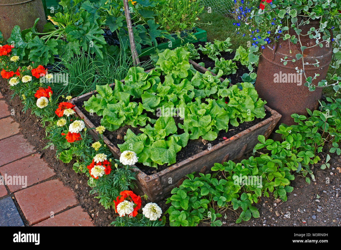 Verdure con un incluso letto di 'Tom Thumb' lattuga Foto Stock