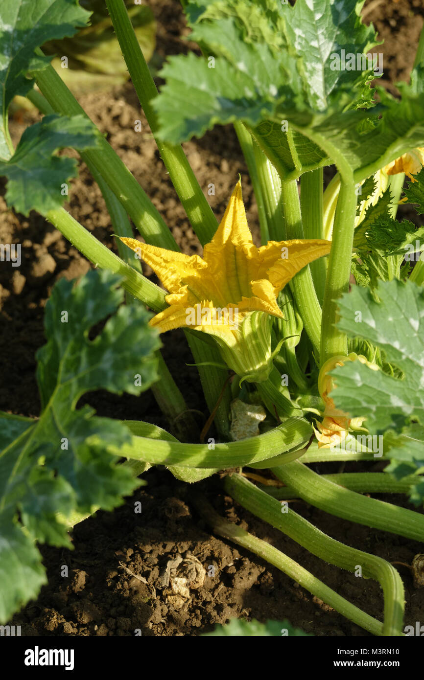 Zucchine a coltura vegetale nel giardino vegetale (Suzanne's orto, Le Pas, Mayenne, Pays de la Loire, Francia). Foto Stock