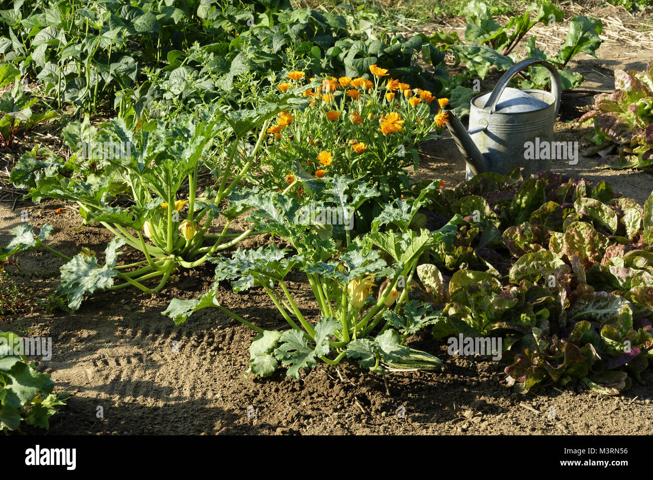 Piante di zucchine, lattuga e fagioli verdi, calendula nel centro in crescita nell'orto (Suzanne's orto, Le Pas, Mayenne, FR Foto Stock