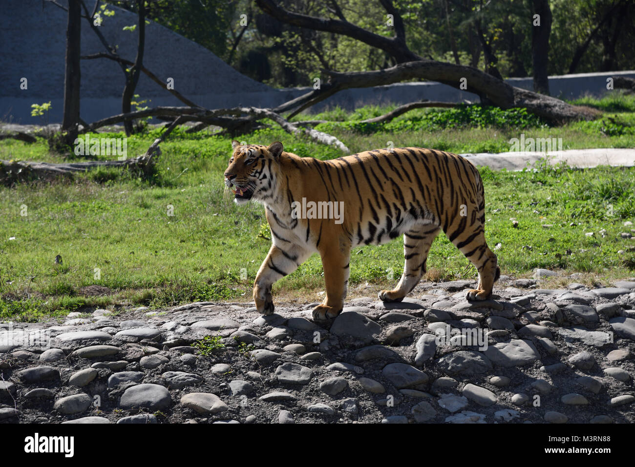 Tiger in Mahendra Choudhary Zoo, Patiala Punjab, India, Asia Foto Stock