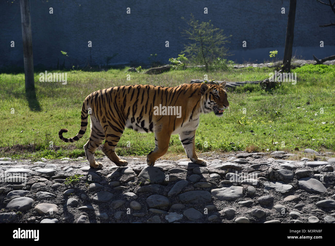 Tiger in Mahendra Choudhary Zoo, Patiala Punjab, India, Asia Foto Stock