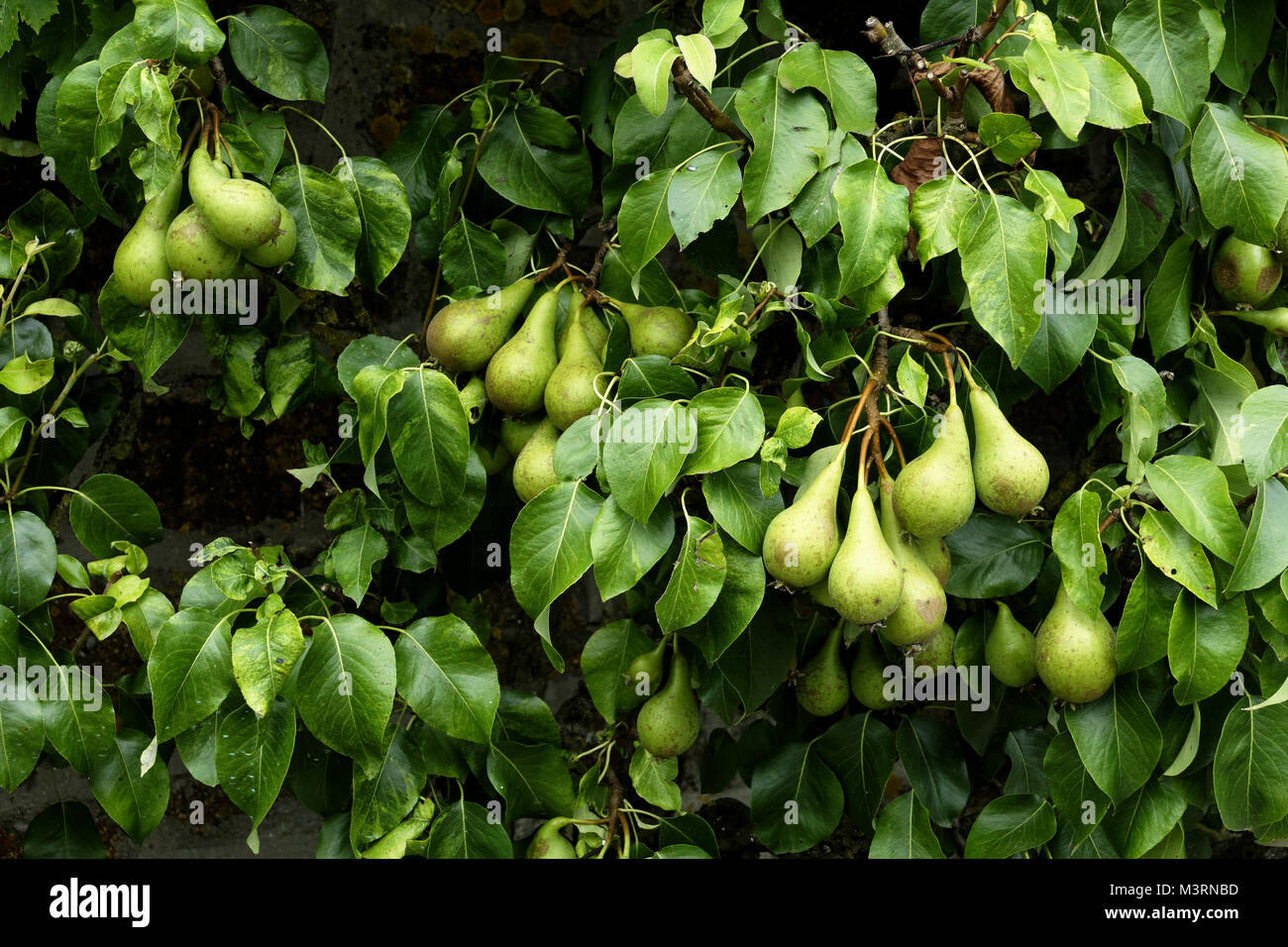 Pear Tree (varietà " Conferenza') sul muro del giardino (Suzanne's orto, Le Pas, Mayenne, Pays de la Loire, Francia). Foto Stock