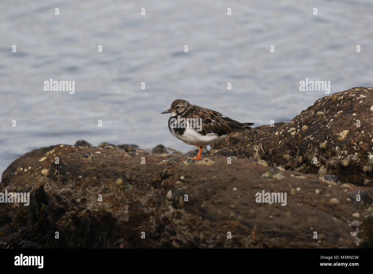 Turnstone sulle rocce Foto Stock