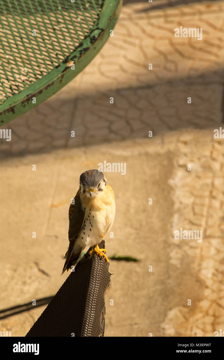 Piccolo falco giamaicano, Ocho Rios, Giamaica, West Indies, dei Caraibi Foto Stock