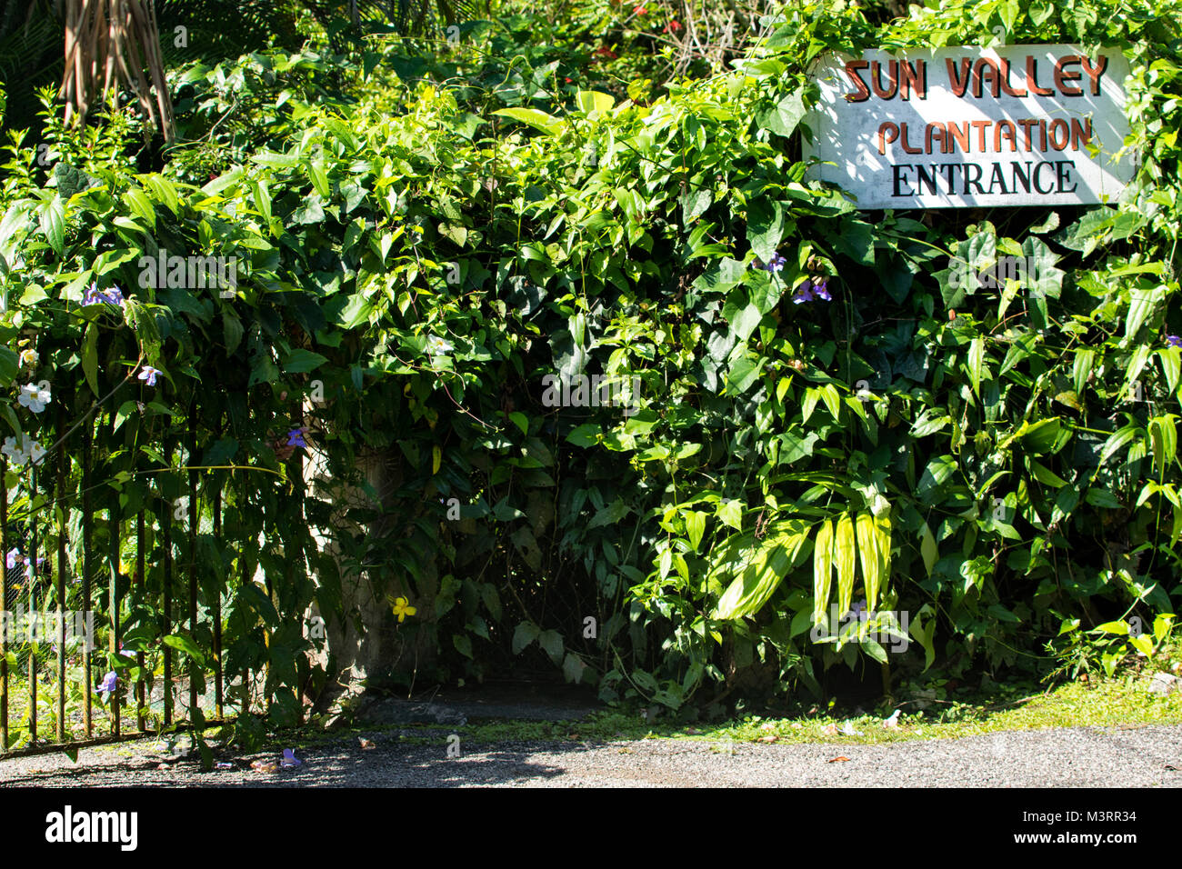 Segno di ingresso alla Val di Sole plantation contro la vegetazione lussureggiante di Ocho Rios, Giamaica, West Indies, dei Caraibi Foto Stock