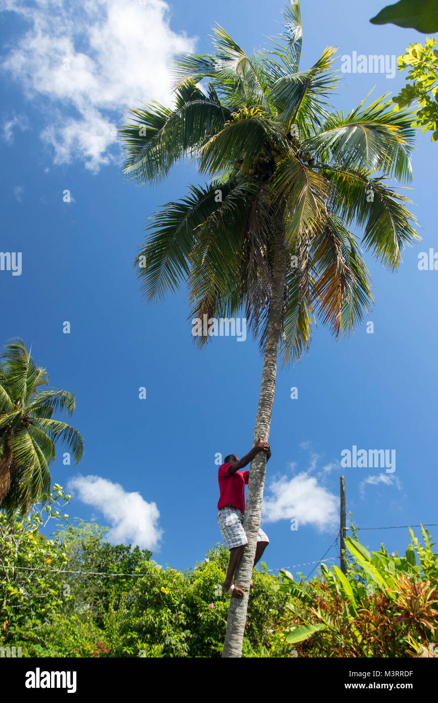 Salendo di altezza albero di cocco mostra per i turisti, Ocho Rios, Saint Ann Parish Giamaica, West Indies, dei Caraibi Foto Stock