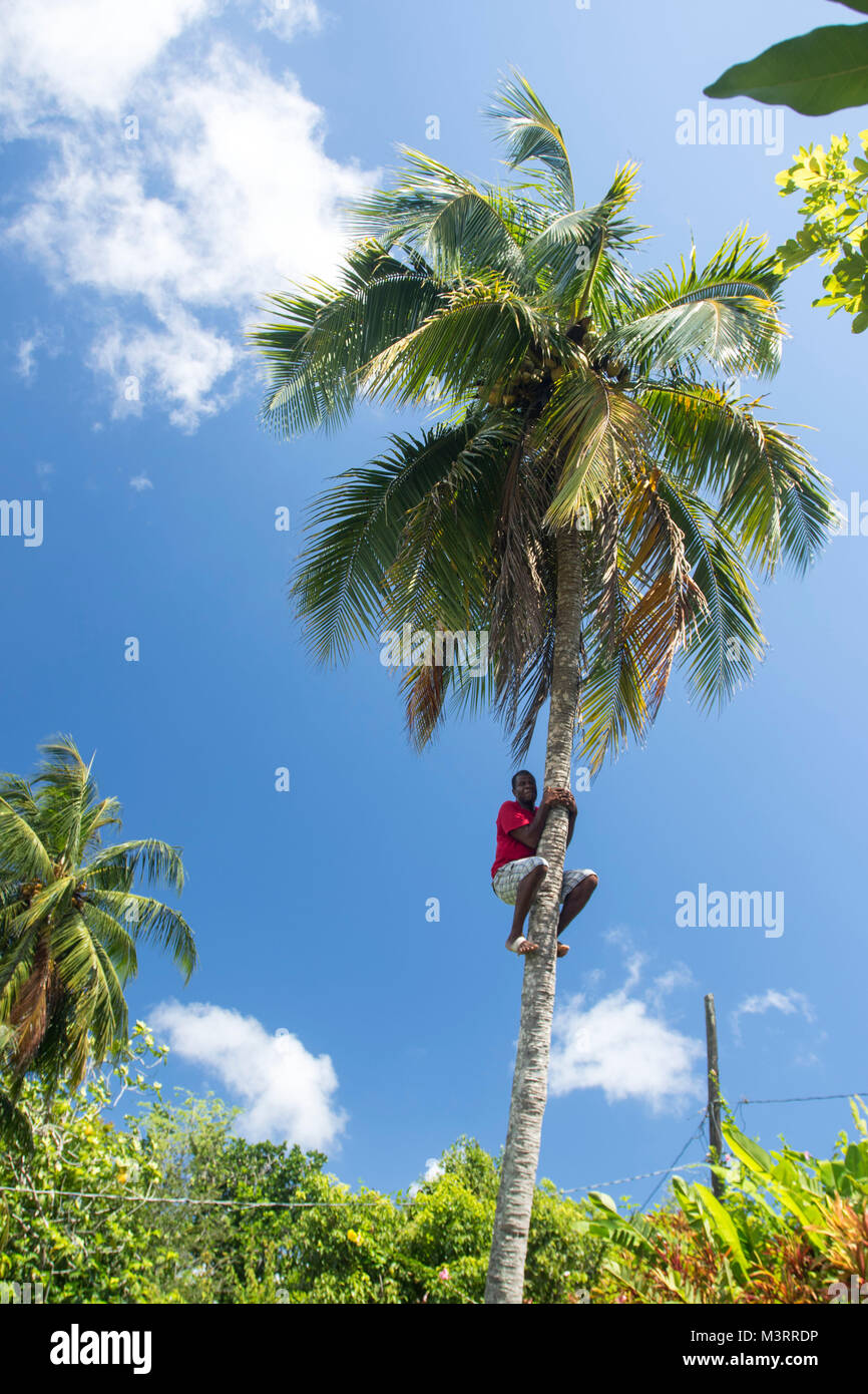 Salendo di altezza albero di cocco mostra per i turisti, Ocho Rios, Saint Ann Parish Giamaica, West Indies, dei Caraibi Foto Stock