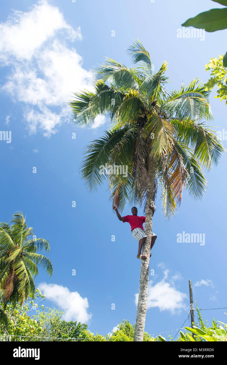 Salendo di altezza albero di cocco mostra per i turisti, Ocho Rios, Saint Ann Parish Giamaica, West Indies, dei Caraibi Foto Stock
