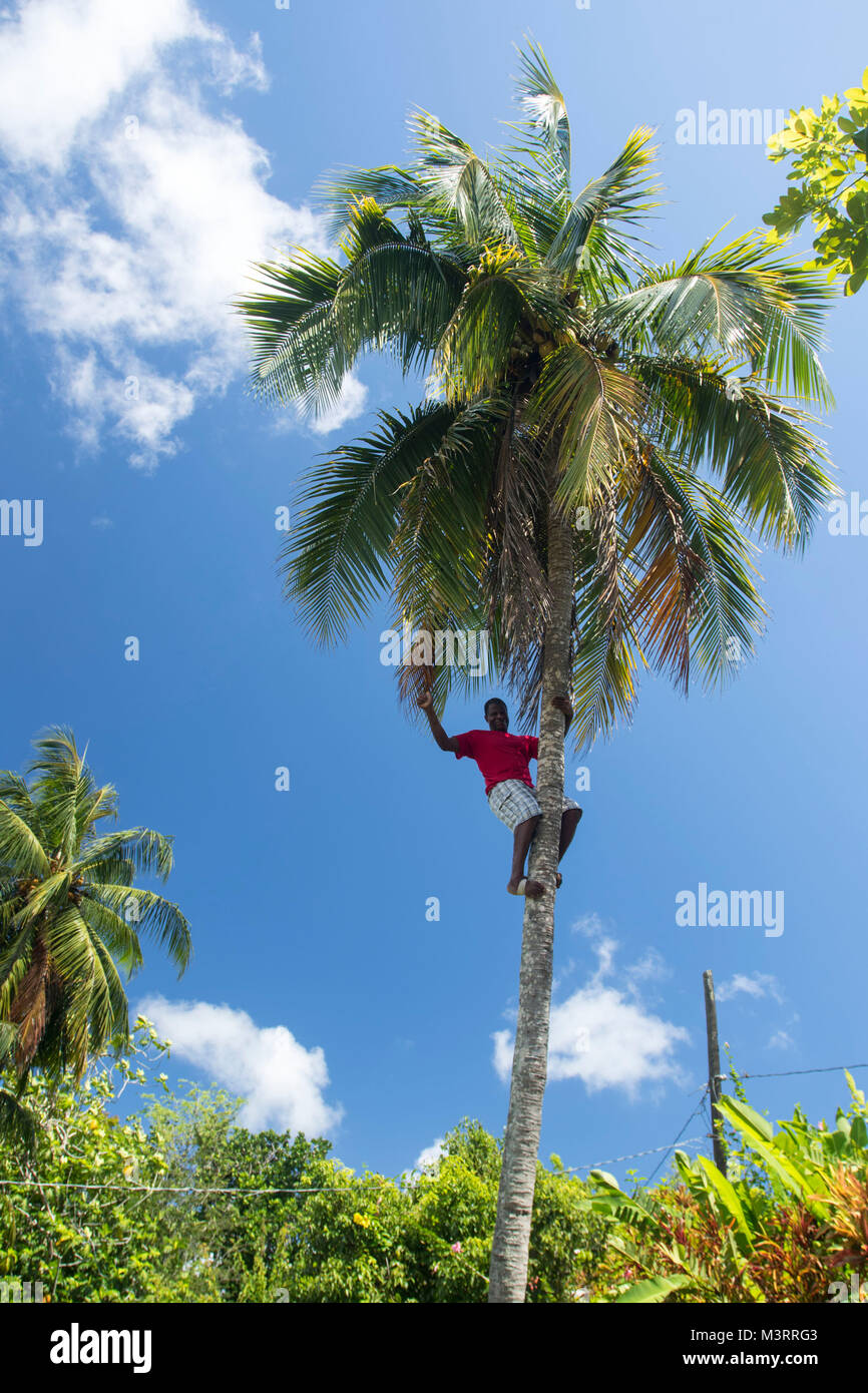 Salendo di altezza albero di cocco mostra per i turisti, Ocho Rios, Saint Ann Parish Giamaica, West Indies, dei Caraibi Foto Stock