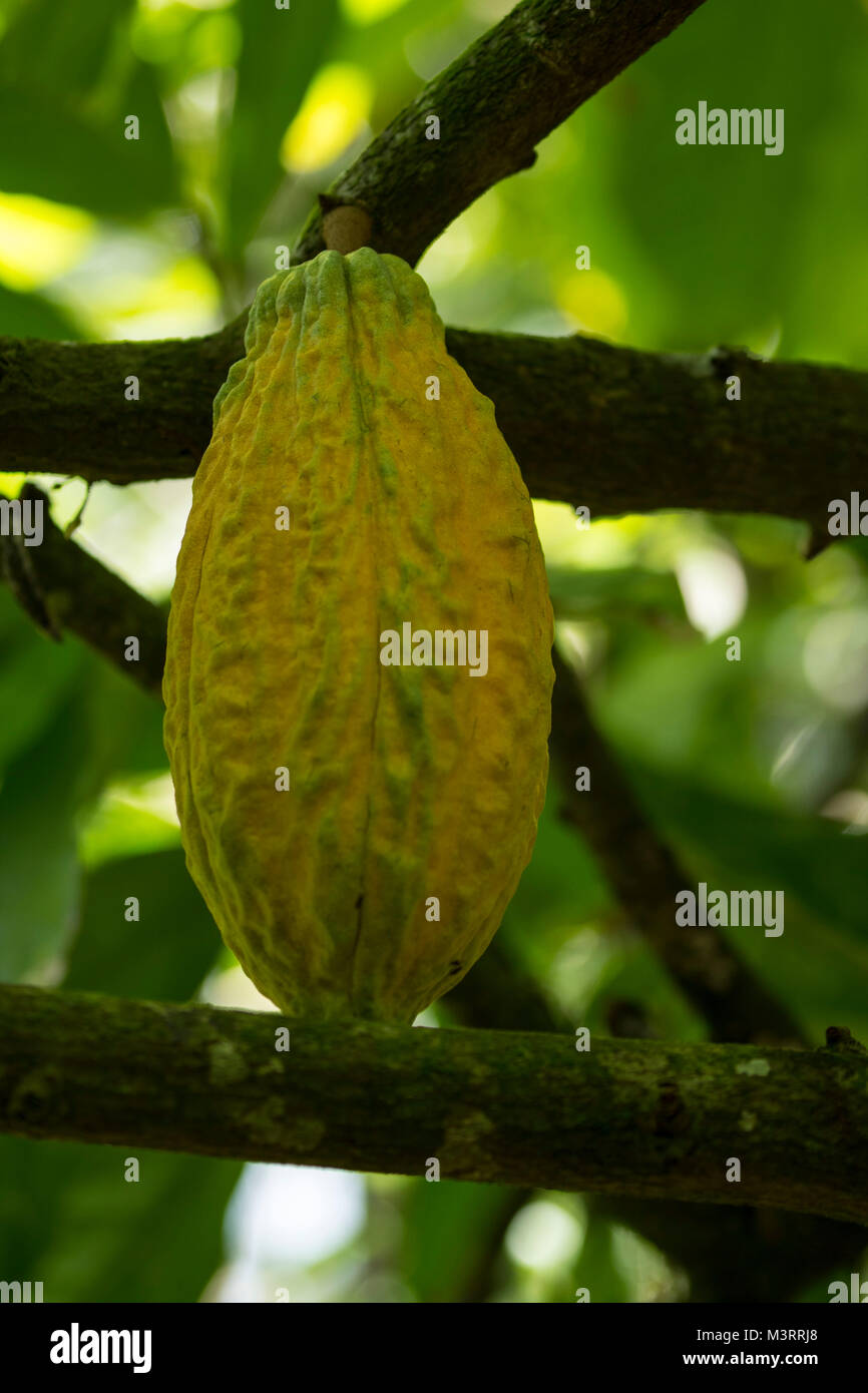 Il cacao Cialde sull'albero nel soleggiato sito rurale vicino a Ocho Rios, Giamaica, West Indies, dei Caraibi Foto Stock