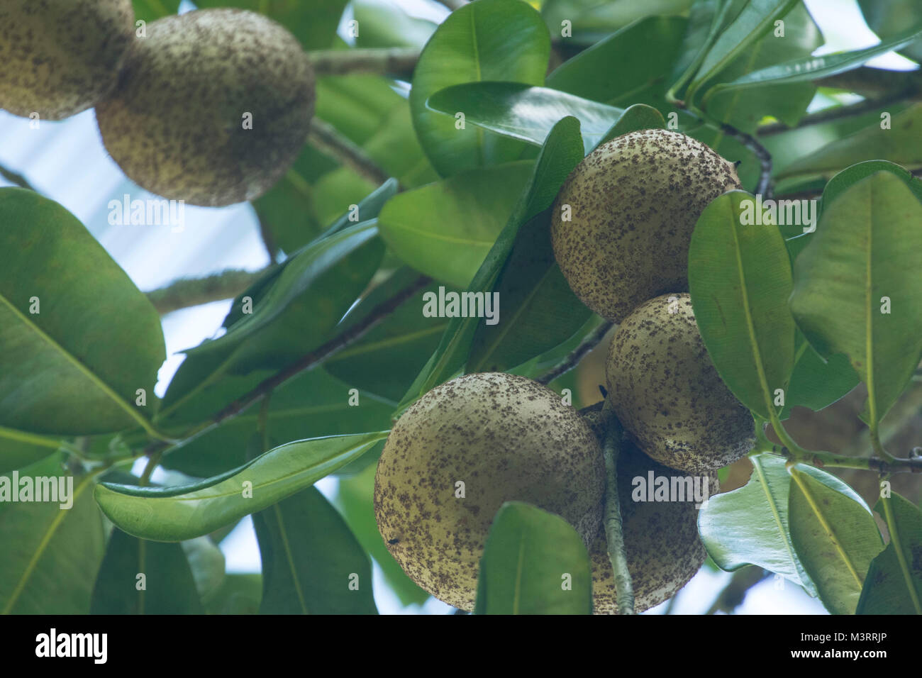 Mammy frutto nel giardino di sussistenza, Ocho Rios, Giamaica, West Indies, dei Caraibi Foto Stock