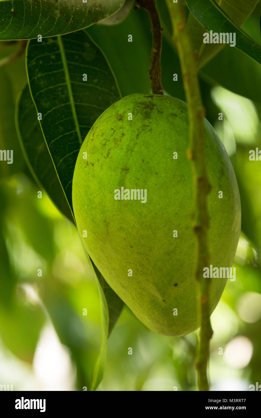 Lone mango sospeso verso il basso sull'albero, Ocho Rios area della Giamaica, West Indies, dei Caraibi Foto Stock