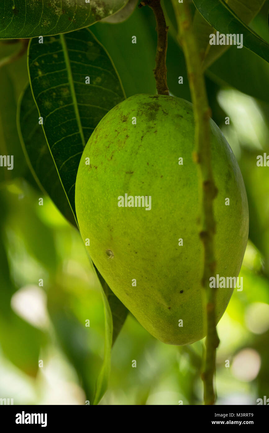 Lone mango sospeso verso il basso sull'albero, Ocho Rios area della Giamaica, West Indies, dei Caraibi Foto Stock