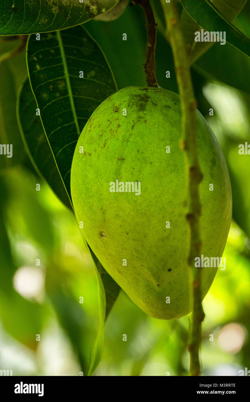 Lone mango sospeso verso il basso sull'albero, Ocho Rios area della Giamaica, West Indies, dei Caraibi Foto Stock