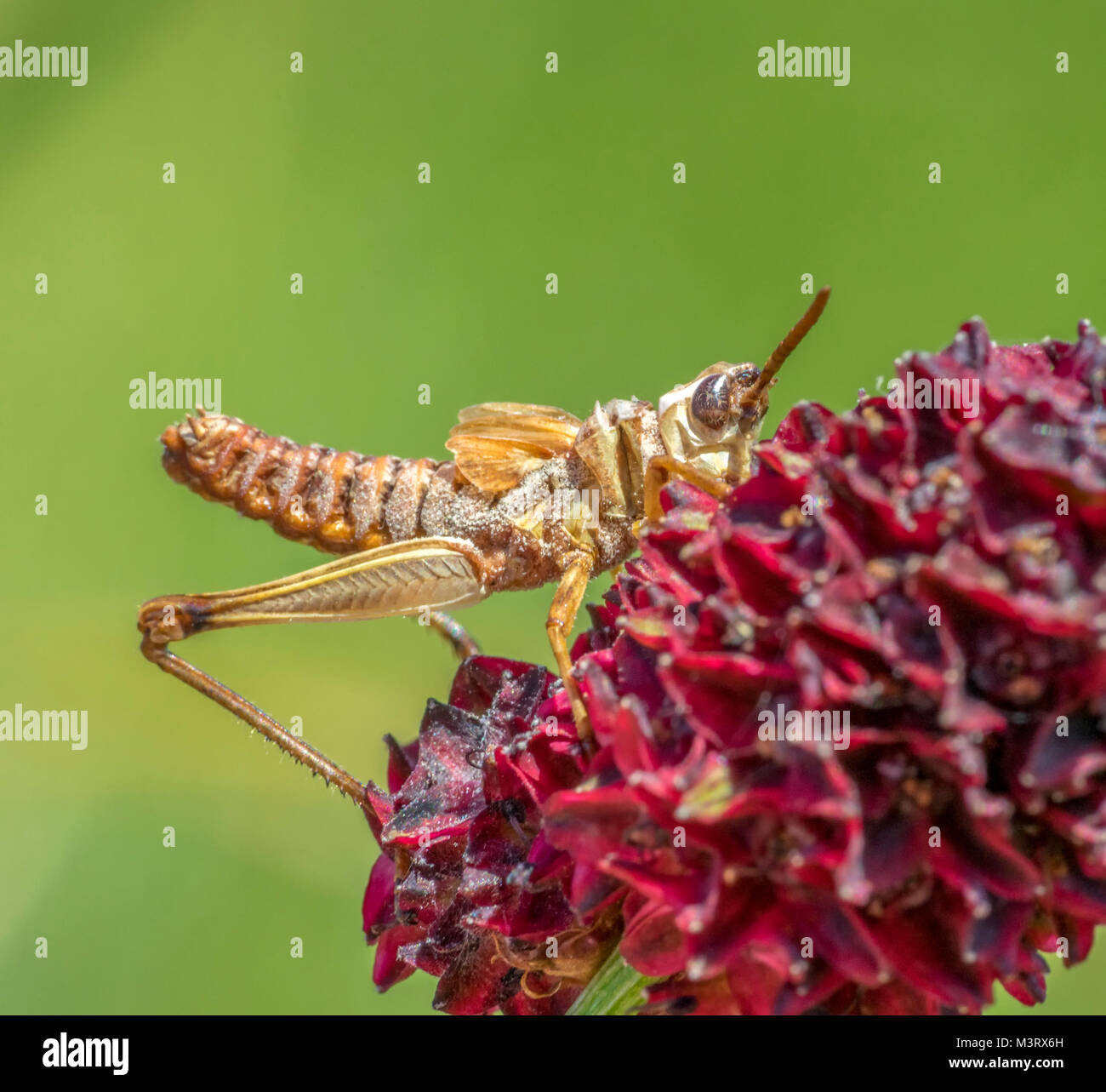 Brown grasshopper sul grande fiore Burnett nel verde indietro Foto Stock